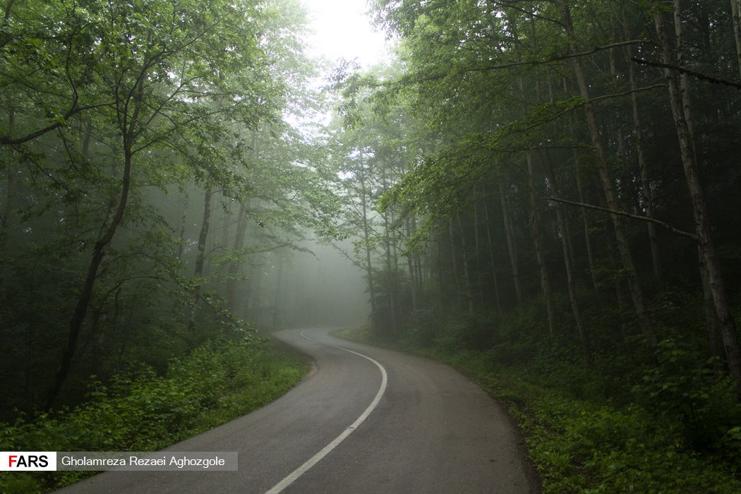 Mossy Hyrcanian forest in Mazandaran — a Pleistocene relict inscribed by UNESCO in 2019.