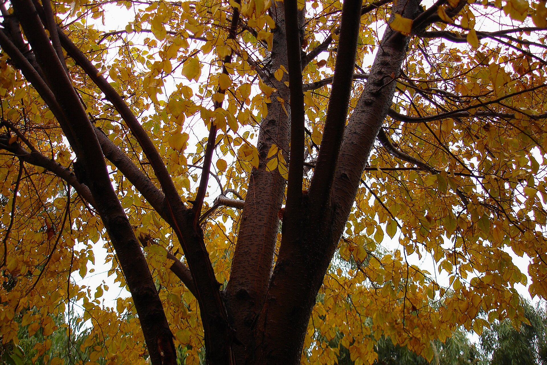 Autumn on the Iranian plateau — Mehregan, the festival of friendship, falls when the harvest is gathered and the days and nights are once again of equal length.