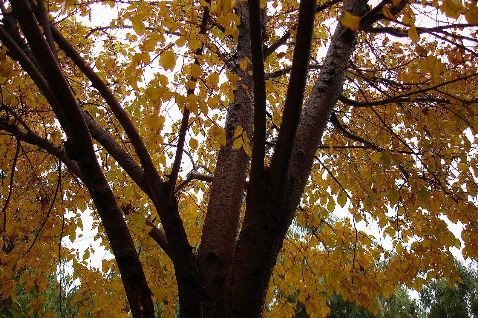 Autumn in Qom province — the high Iranian plateau turns gold in Mehr and Ābān (October–November), the second classical window for travel.