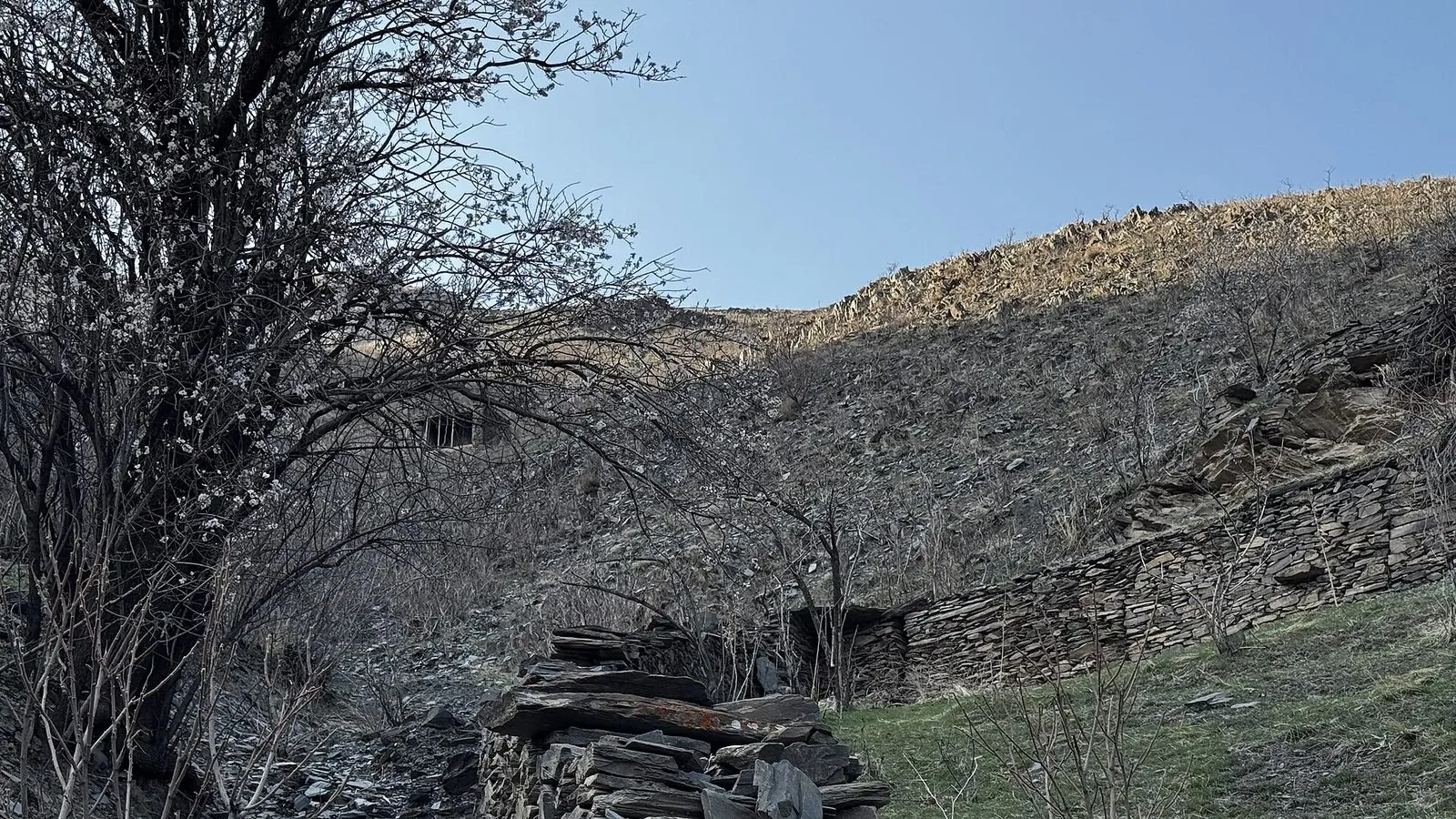 Spring in Dehbar village, Razavi Khorasan — orchards in blossom in the month of Farvardin, the first of the Iranian calendar.