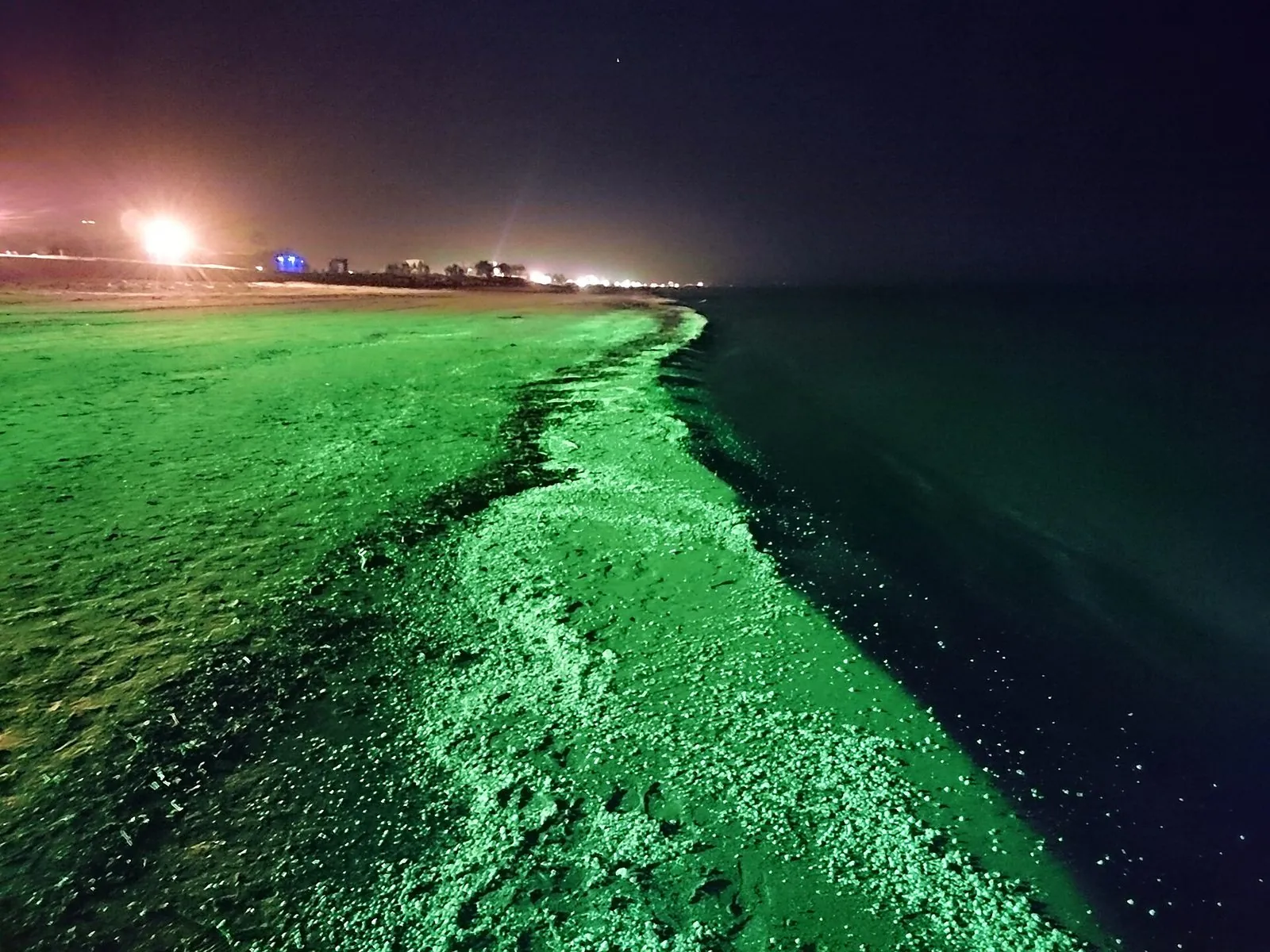 Summer on the Caspian shore, Gilan province — Iran's only subtropical coast, with 1,500 mm of annual rainfall and a humid microclimate found nowhere else on the plateau.