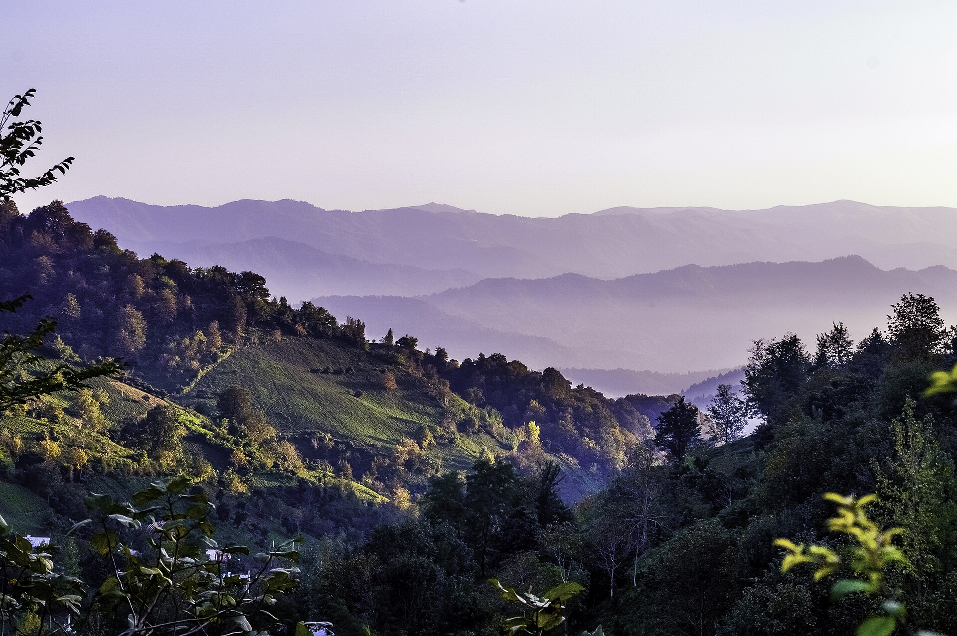 The tea terraces of Lahijan in Gilan — Iran's tea country since the 1890s.