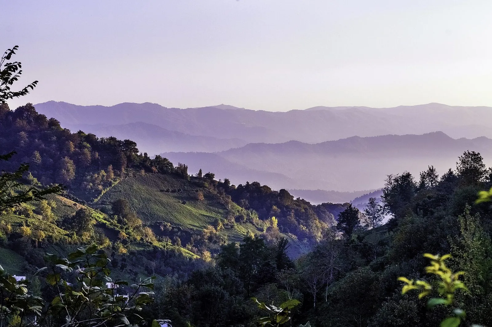 The tea terraces of Lahijan in Gilan — Iran's tea country since the 1890s.
