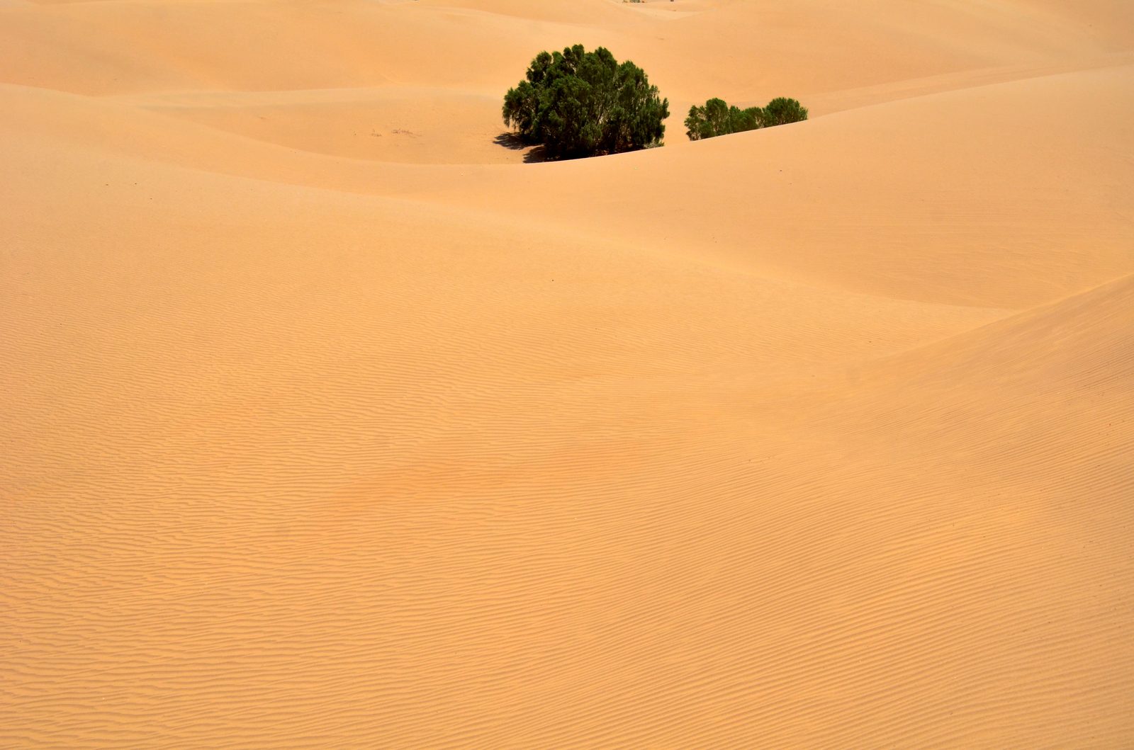 The dunes around Mesr oasis in the central Iranian desert.
